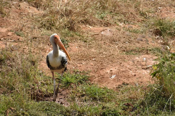 Hayvanat bahçesindeki beyaz, boyalı leylek kuşu. Hayvanat bahçesindeki yemekleri merak ediyor..