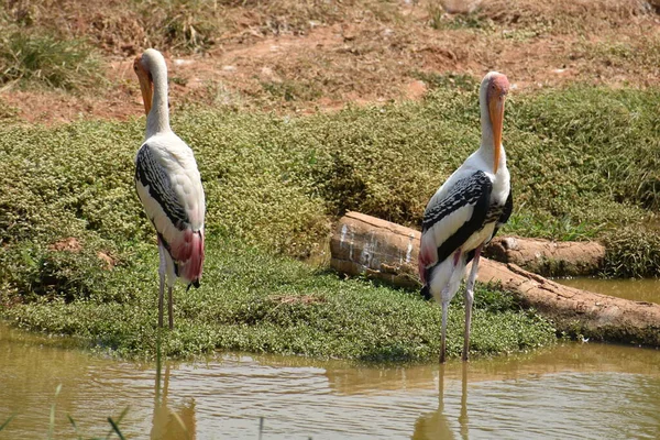 Couples Painted Storks Bird Standing Steady Muddy Water Fish Close — Stock Photo, Image