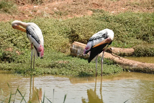 물고기를 흙탕물에서 황새와 가려운 — 스톡 사진
