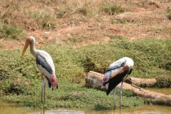 Beschilderde Ooievaars Staan Bij Modderig Water Jeukende Veren Het Eten — Stockfoto