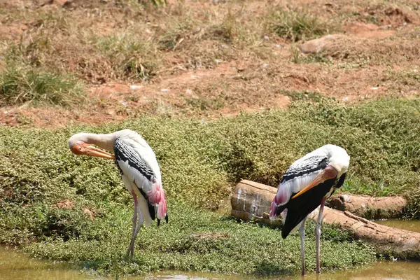 Cegonhas Pintadas Água Enlameada Pena Coceira Depois Comer Peixe — Fotografia de Stock