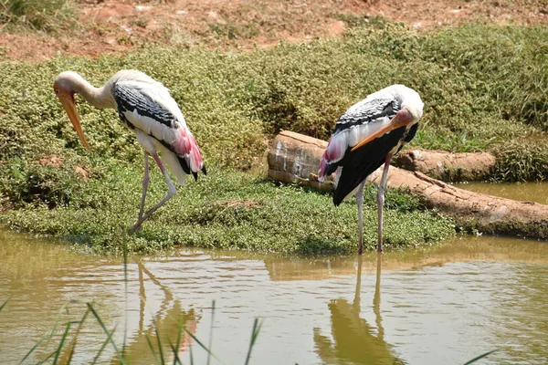 Cegonhas Pintadas Água Enlameada Pena Coceira Depois Comer Peixe — Fotografia de Stock