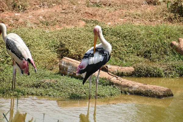 Beschilderde Ooievaars Staan Bij Modderig Water Jeukende Veren Het Eten — Stockfoto