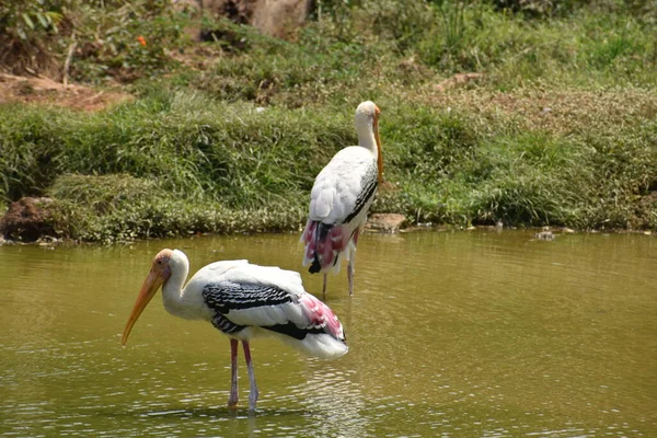 Vista Impressionante Cegonhas Pintadas Zoológico Imaginando Comida Peixe Água Lamacenta — Fotografia de Stock