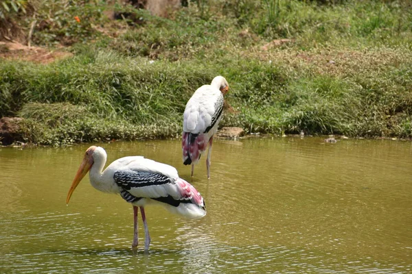Lot Painted Storks Searching Fish Water Zoo Close View — Stock Photo, Image