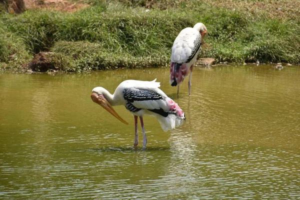 황새들 동물원에서 가까운 곳에서 물에서 물고기를 — 스톡 사진