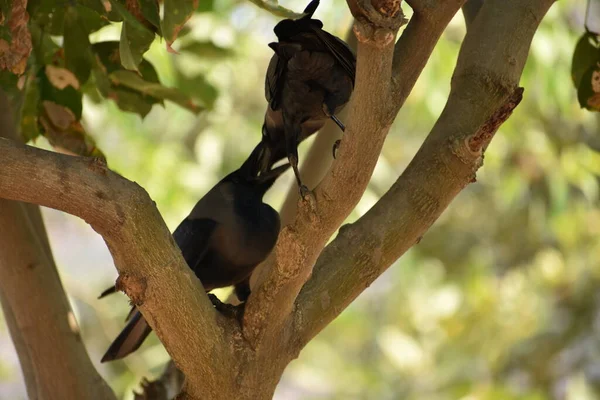 Impresionante Cierre Vista Pareja Cuervos Las Ramas Los Árboles Amar — Foto de Stock