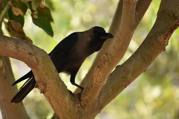 Impressionnant Près Vue Corbeau Sur Les Branches Arbres Verdure Dans — Photo