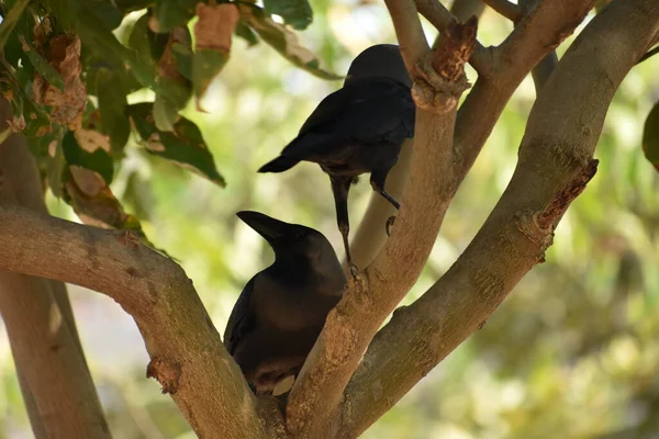 Impressionnant Fermer Vue Corbeau Couple Sur Arbres Branches Aimant Ensemble — Photo