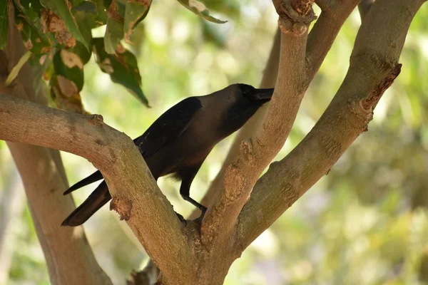 Impressionnant Près Vue Corbeau Sur Les Branches Arbres Verdure Dans — Photo