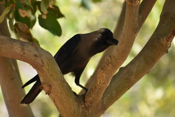 Atemberaubende Nahaufnahme Einer Krähe Auf Grünen Ästen Nationalpark — Stockfoto