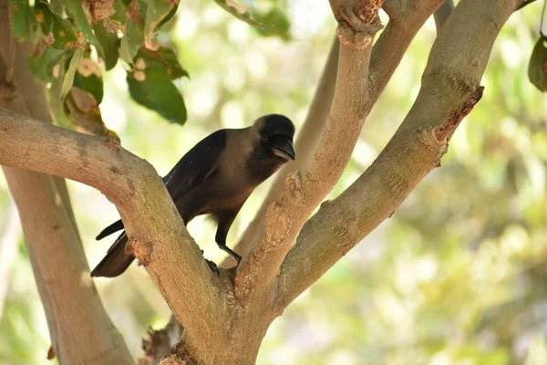 Impressionnant Près Vue Corbeau Sur Les Branches Arbres Verdure Dans — Photo