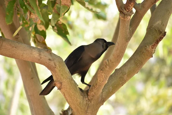 Impressionnant Près Vue Corbeau Sur Les Branches Arbres Verdure Dans — Photo