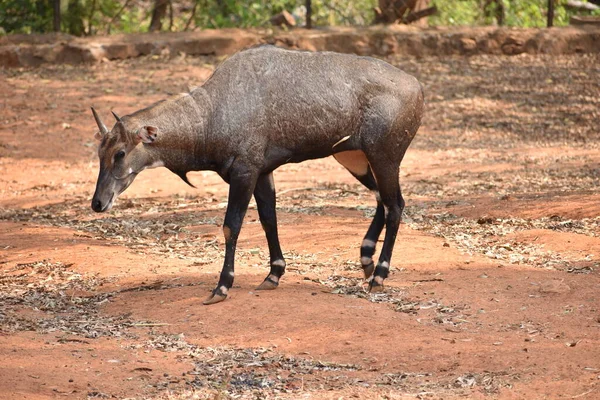 Indiska Rådjur Nära Utsikt Solig Dag Nationalparken Visakhapatnam — Stockfoto