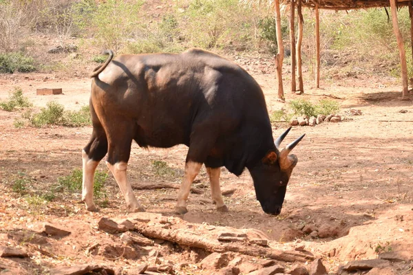 Vue Rapprochée Pâturage Bison Indien Debout Dans Une Situation Différente — Photo