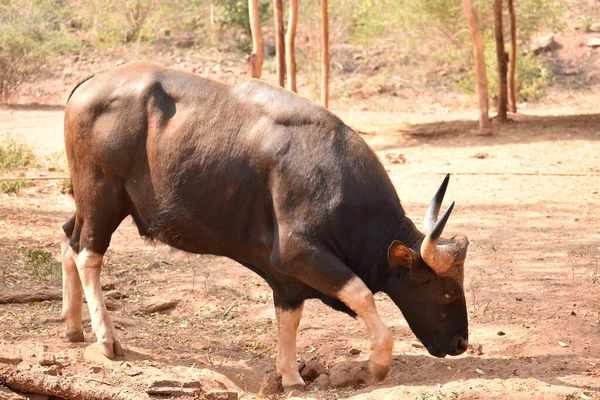 Close View Indian Bison Grazing Standing Different Situation Grassland Zoo — Stock Photo, Image