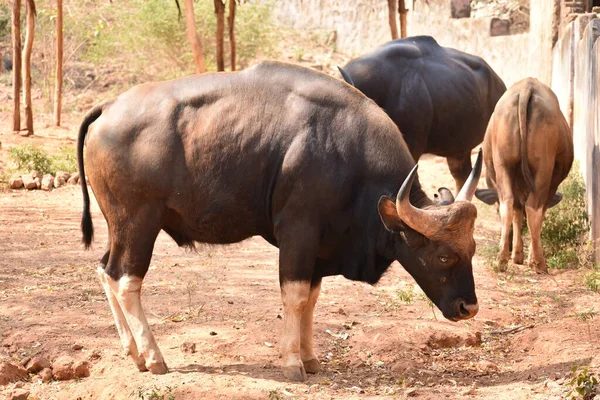 Close View Indian Bison Pastzing Standing Different Situation Grassland Zoo — стоковое фото