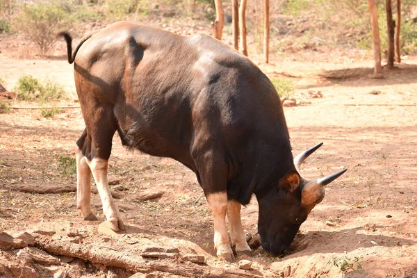 Vista Próxima Pastoreio Bisão Indiano Situação Diferente Uma Pastagem Zoológico — Fotografia de Stock