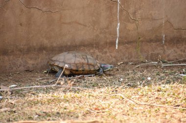 Bu fotoğraf güneşli bir günde ziyaret edilen Visakhapatnam hayvanat bahçesinden alındı..