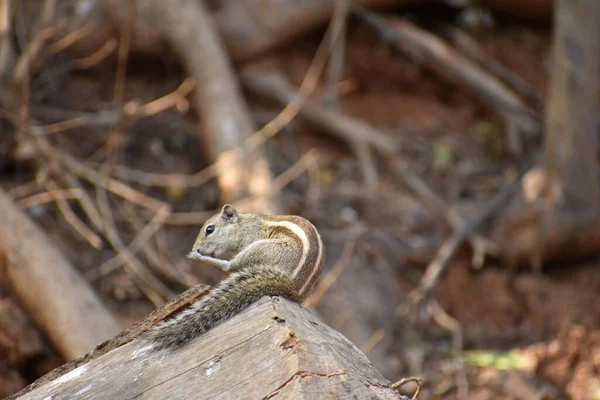 Este Broche Presión Tomado Zoológico Indio Visakhapatnam Mirando Muy Bien —  Fotos de Stock