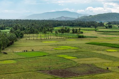 Bu görüntü Hindistan cevizi ağaçlarının olduğu tepelerden alındı. Bazı hayvanlar tarlada otluyor. Mavi beyaz bulutlu gökyüzü iyi görünüyor.