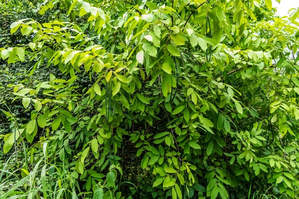 Esta Maior Parte Ficando Área Costal Índia — Fotografia de Stock