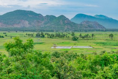 Hindistan cevizi bahçeli çeltik tarlası Visakhapatanam şehrinin yakınlarında harika görünüyor..