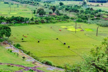 Yeşillik, yağmur mevsiminde harika görünüyor. Bir sürü hayvan otlanıyor..