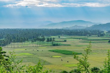 Bu görüntü Hindistan cevizi ağaçlarının olduğu tepelerden alındı. Bazı hayvanlar tarlada otluyor. Mavi beyaz bulutlu gökyüzü iyi görünüyor.