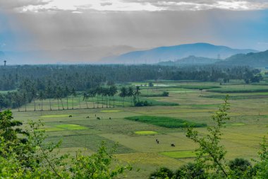 Bu görüntü Hindistan cevizi ağaçlarının olduğu tepelerden alındı. Bazı hayvanlar tarlada otluyor. Mavi beyaz bulutlu gökyüzü iyi görünüyor.