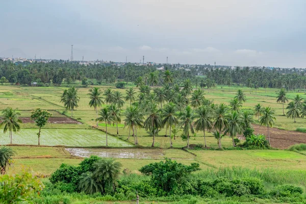 Ferme Paddy Avec Jardin Noix Coco Regardant Génial Près Ville — Photo