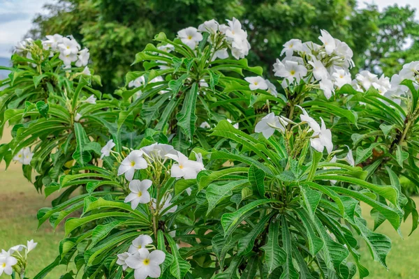 Plumeria Blanche Frangipani Parfum Doux Fleurs Blanches Plumeria Dans Jardin — Photo