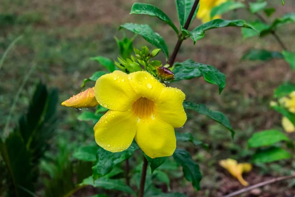 Flor Tropical Color Amarillo Brillante Sobre Hojas Verdes Amarillo Allamanda — Foto de Stock