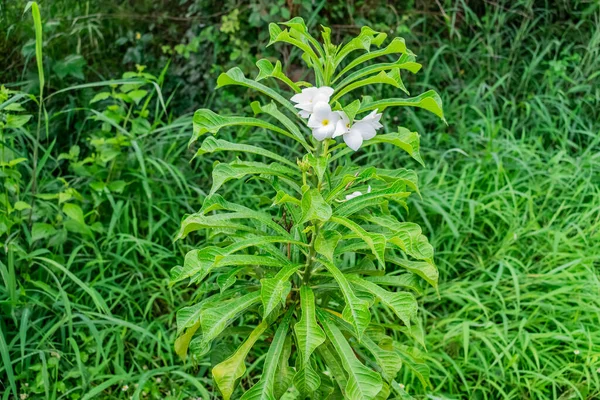 Branco Frangipani Aka Plumeria Pudica Bouquet Nupcial Olhar Bonito — Fotografia de Stock