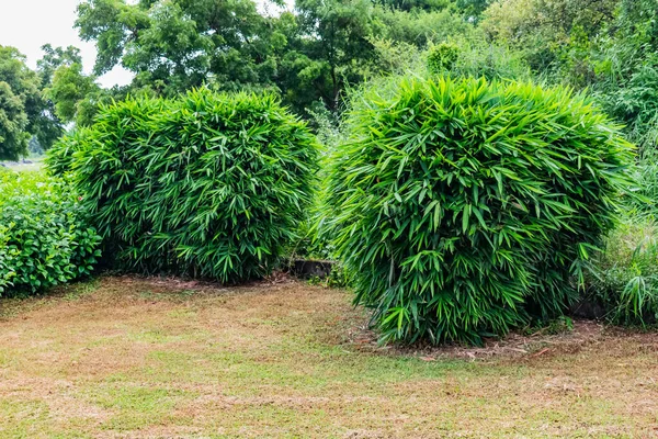 Hel Del Buskar Hibiskus Bambu Träd Indiansk Trädgård Belägen Nära — Stockfoto