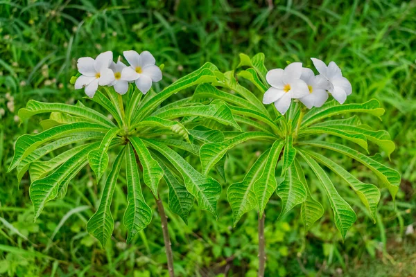 Білі Франгіпані Або Plumeria Pudica Bridal Bouquet Виглядають Красиво — стокове фото