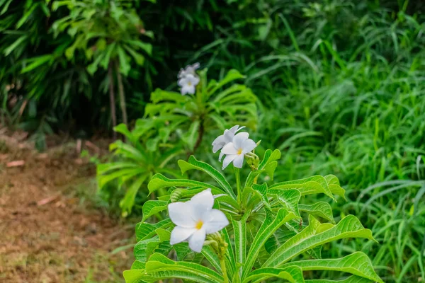 白色的Frangipani 又名Plumeria Pudica和Bridal Bouquet漂亮极了 — 图库照片