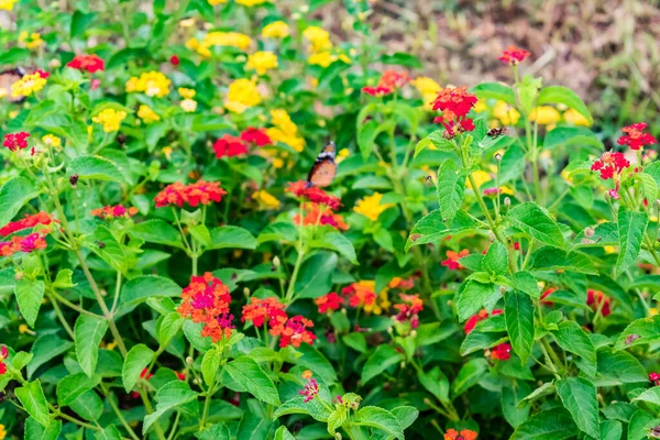 Lantana Indiana Ocidental Rosa Amarela Flores Close Para Lantana Camara — Fotografia de Stock