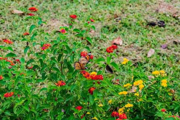 Pink Yellow West Indian Lantana Cupup Lantana Camara Flowers Leafs — стоковое фото