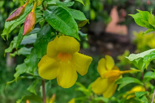 Una Gran Cantidad Flor Allamanda Amarilla Con Gotas Agua Con —  Fotos de Stock