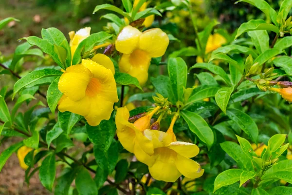Πολλά Κίτρινα Λουλούδια Allamanda Σταγόνες Νερού Φύλλα Αναζητούν Φοβερό Μετά — Φωτογραφία Αρχείου