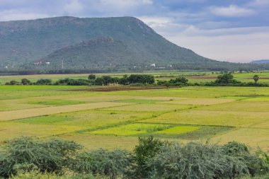 Yağmur mevsiminde çeltik pirinç tarlasıyla çok güzel doğal bir manzara..