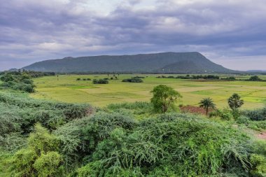 Yağmur mevsiminde çeltik pirinç tarlasıyla çok güzel doğal bir manzara..