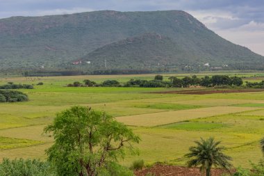Yağmur mevsiminde çeltik pirinç tarlasıyla çok güzel doğal bir manzara..