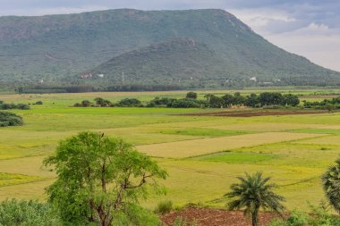 Yağmur mevsiminde çeltik pirinç tarlasıyla çok güzel doğal bir manzara..