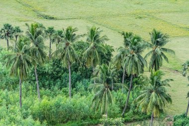 Hindistan cevizi ağaçları dış tarlalara yakın görünüyor. Harika görünüyor..