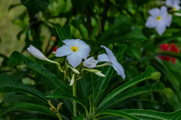 Plumeria Branca Frangipani Aroma Doce Flores Brancas Plumeria Jardim — Fotografia de Stock