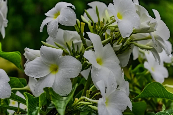 Árvore Verde Com Flor Plumeria Amarelo Branco Olhando Impressionante Com — Fotografia de Stock