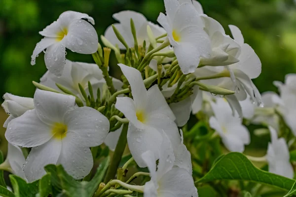 Árvore Verde Com Flor Plumeria Amarelo Branco Olhando Impressionante Com — Fotografia de Stock