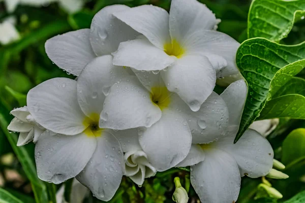 Πράσινο Δέντρο Λευκό Κίτρινο Λουλούδι Plumeria Αναζητούν Φοβερό Φόντο Θαμπάδα — Φωτογραφία Αρχείου